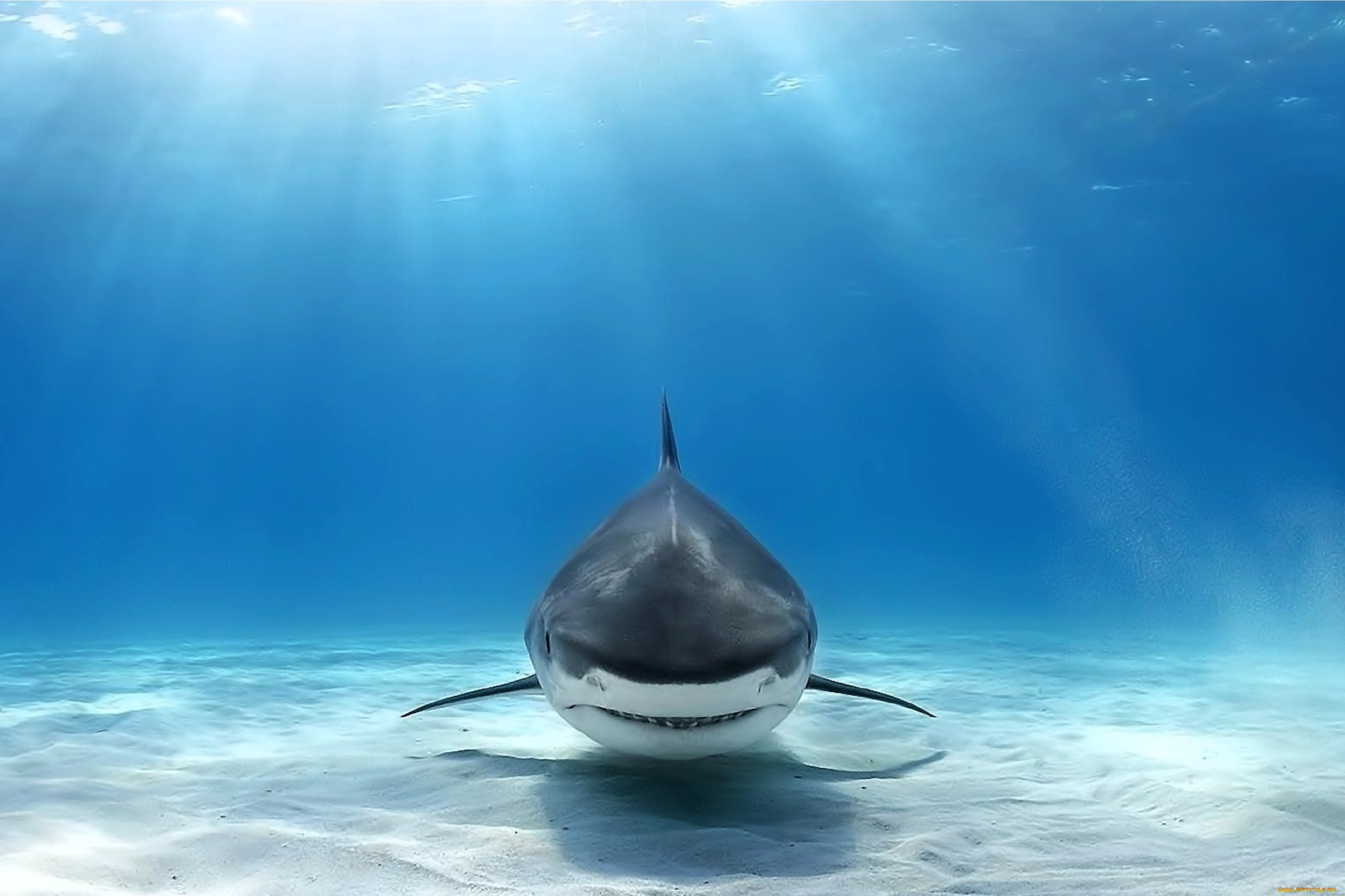 great white shark, , , great, white, shark